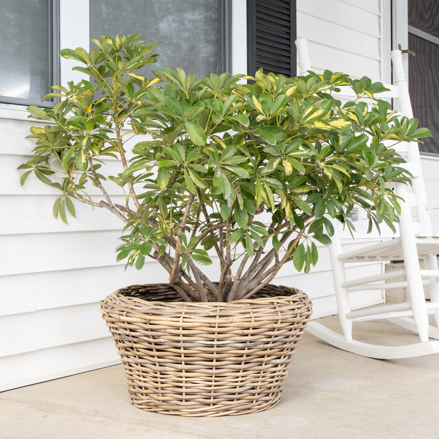 Round Cone Rattan Planter with Plastic Liner