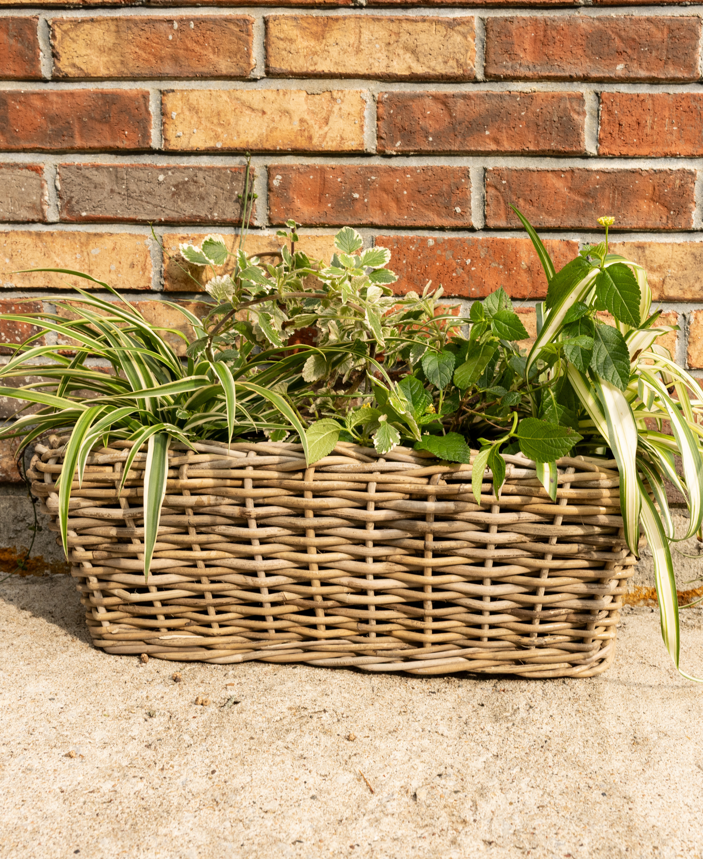 Rectangular Rattan Planter with Plastic Insert