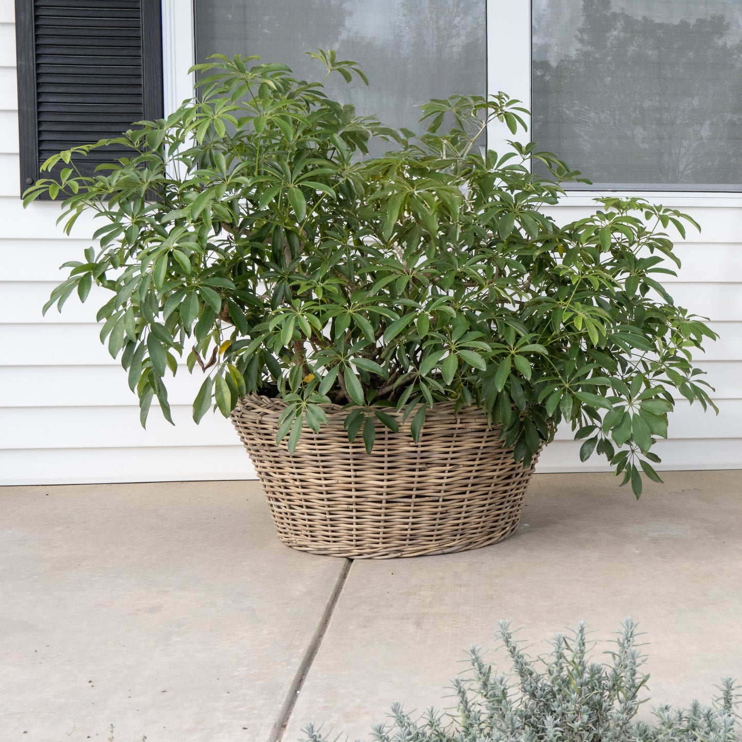 Round Cone Rattan Planter with Plastic Liner