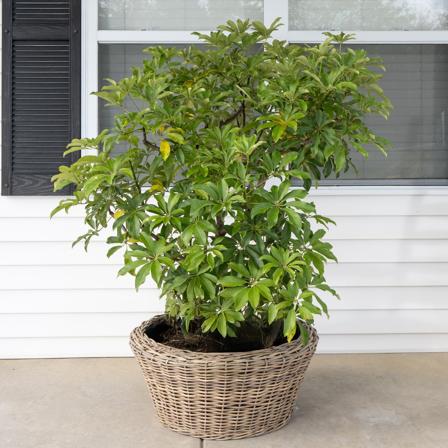 Round Cone Rattan Planter with Plastic Liner