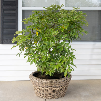 Round Cone Rattan Planter with Plastic Liner