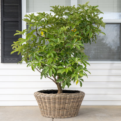 Round Cone Rattan Planter with Plastic Liner