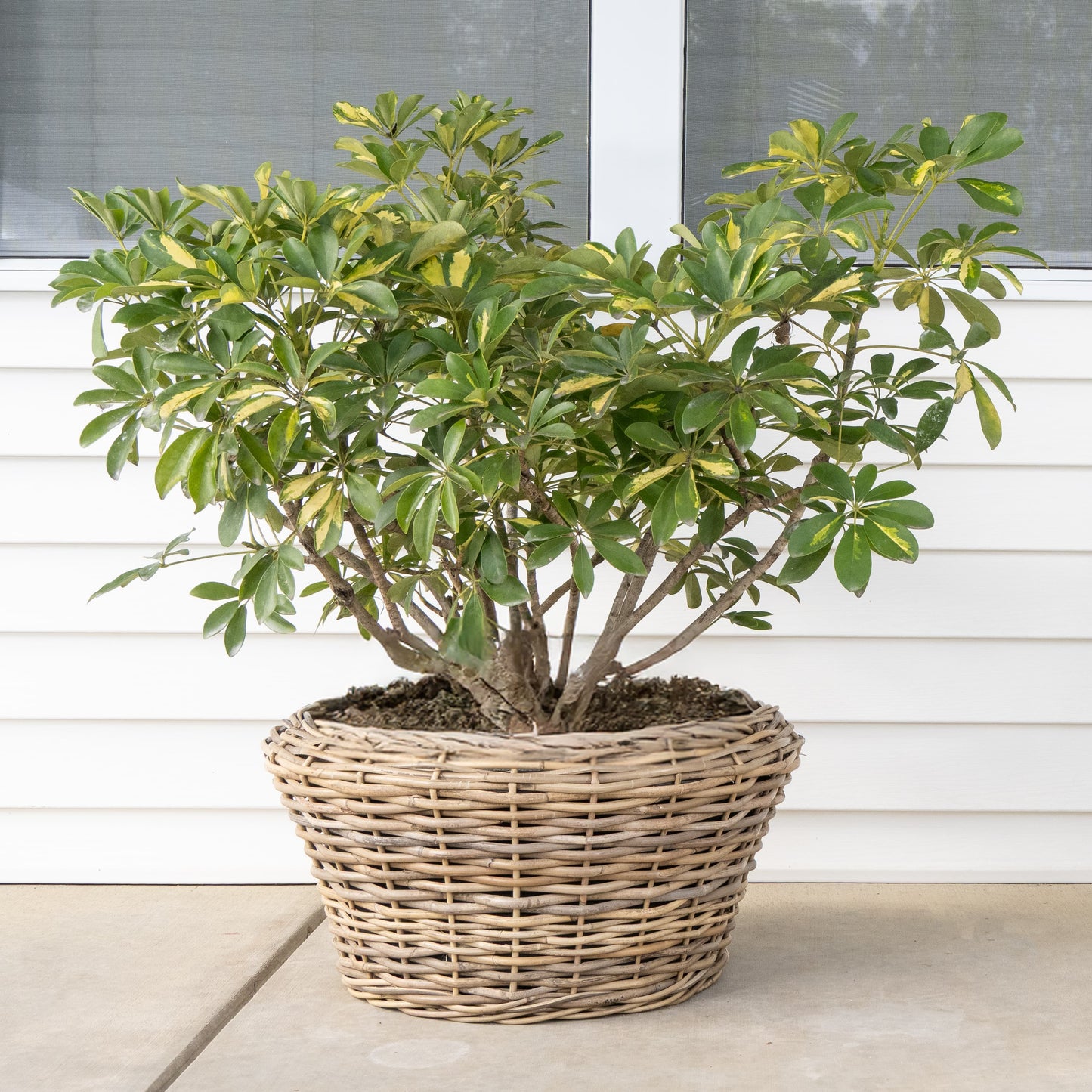 Round Cone Rattan Planter with Plastic Liner