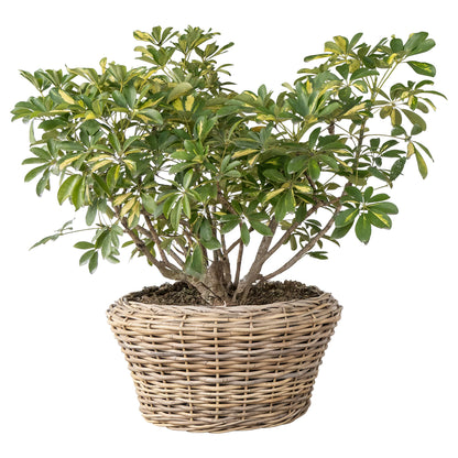 Round Cone Rattan Planter with Plastic Liner