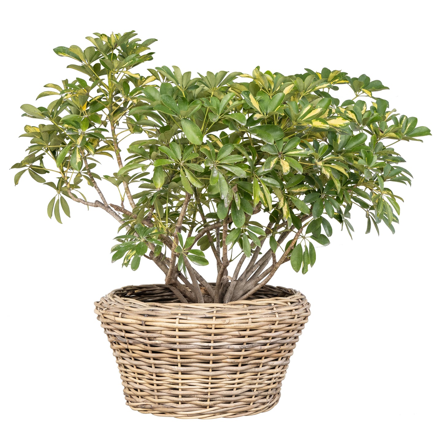 Round Cone Rattan Planter with Plastic Liner