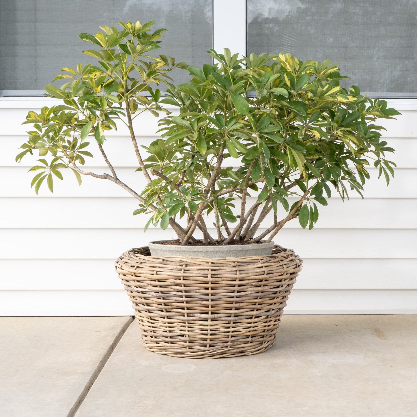 Round Cone Rattan Planter with Plastic Liner