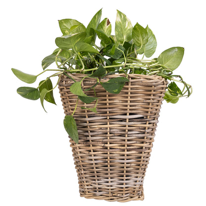 Square Tapered Rattan Planter with Black Plastic Insert