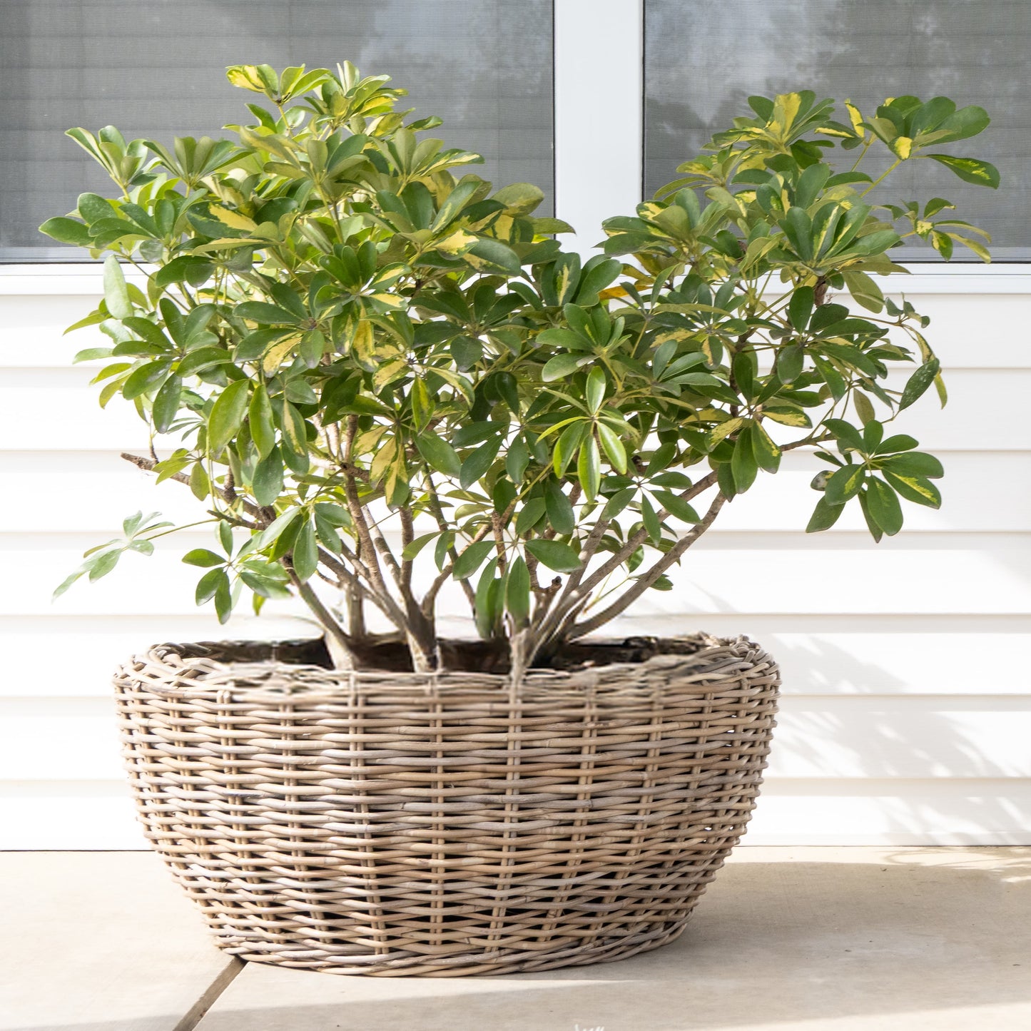 Round Belly Rattan Planter with Plastic Liner