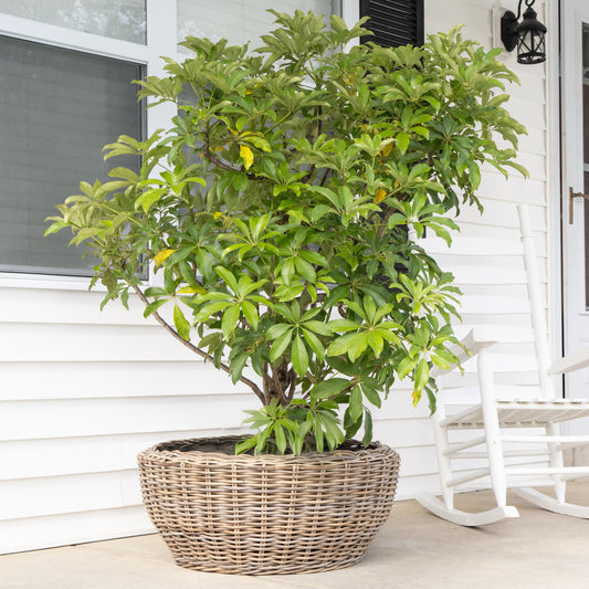 Round Belly Rattan Planter with Plastic Liner