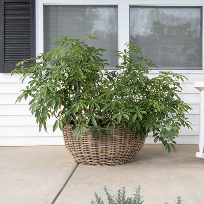 Round Belly Rattan Planter with Plastic Liner
