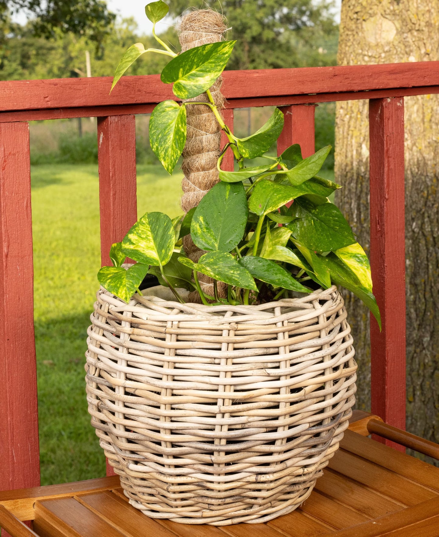 Round Belly Rattan Planter with Plastic Insert