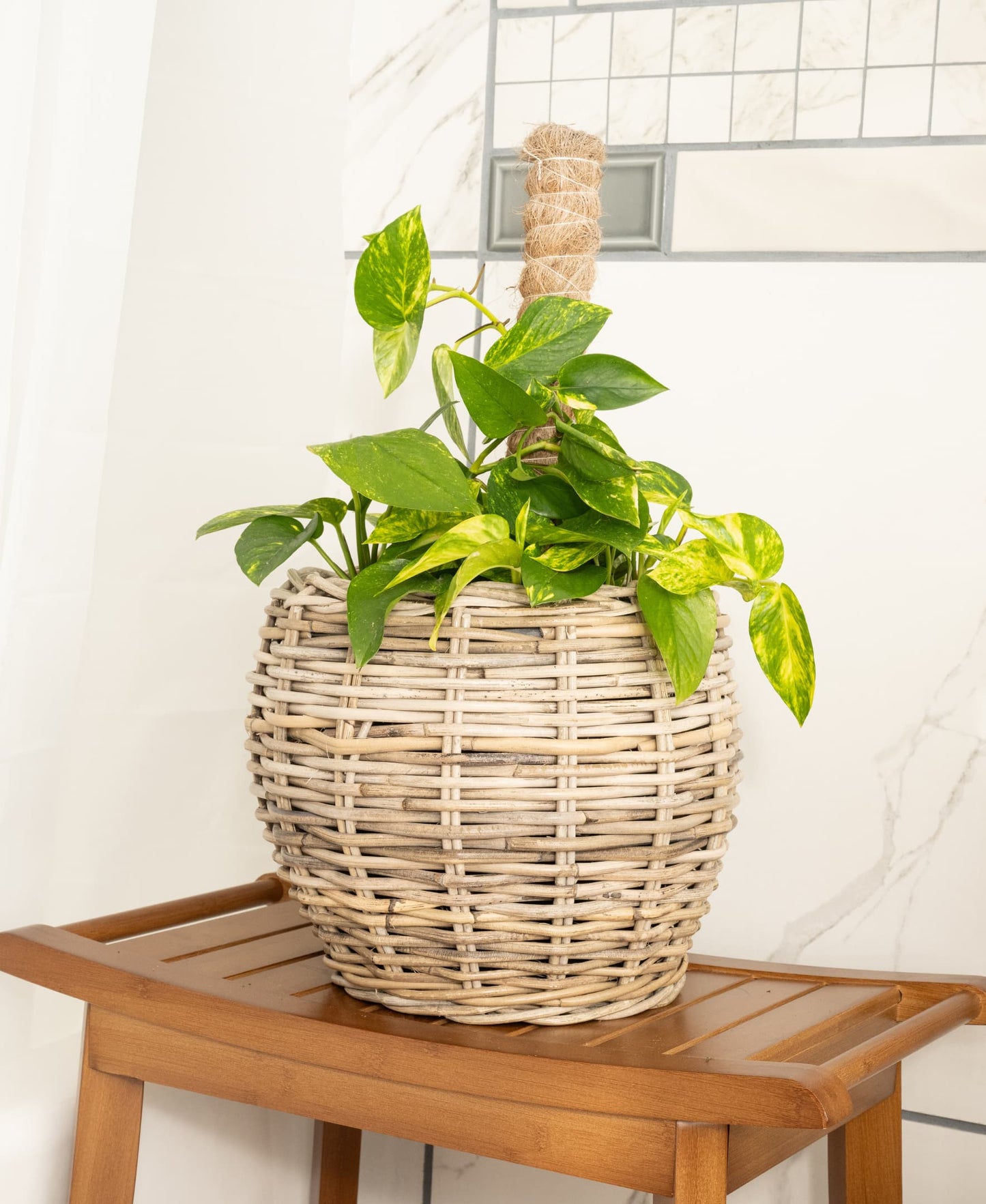 Round Belly Rattan Planter with Plastic Insert
