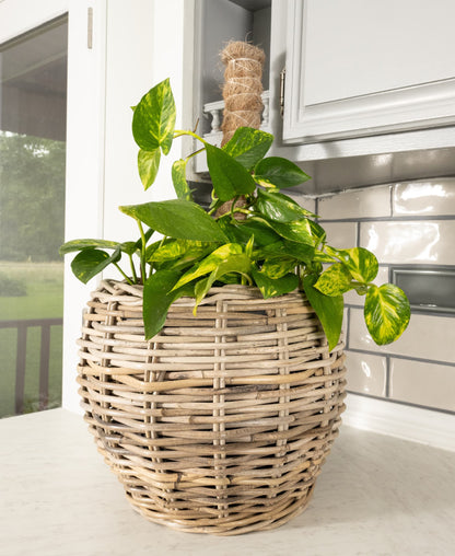 Round Belly Rattan Planter with Plastic Insert