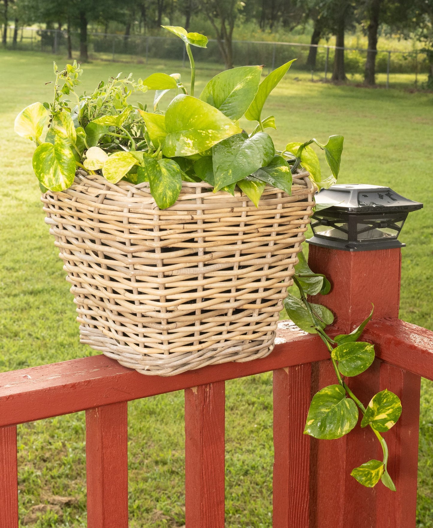 Square Tapered Rattan Planter with Plastic Liner