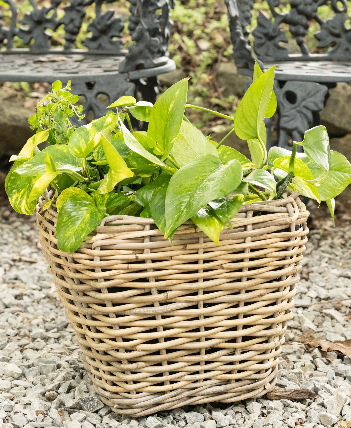 Square Tapered Rattan Planter with Plastic Liner